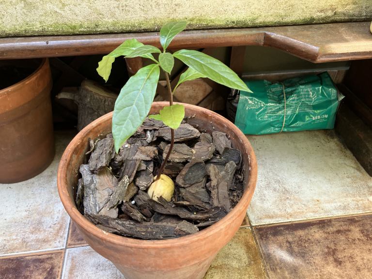 Avocado plant